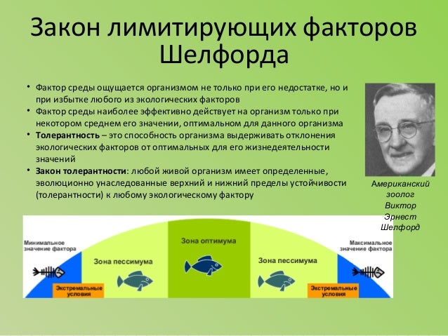 Закон лимитирующих факторов реферат 1451